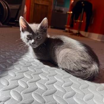 Rescue Domestic Short Hair Cats for Adoption in San Antonio, Texas - Felix | PetCurious