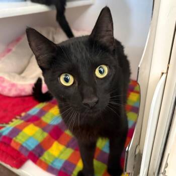 Grasshopper -  Domestic Short Hair Cat for Adoption in Grass Valley, California - Grasshopper | PetCurious