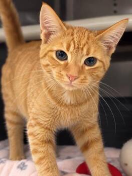 ZEUS -  Domestic Short Hair Cat for Adoption in Wyandotte, Michigan - ZEUS | PetCurious