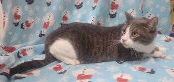 260892  Ellie -  Domestic Short Hair Cat for Adoption in Wetumpka, Alabama - 260892  Ellie | PetCurious