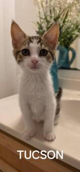 Tucson -  Domestic Short Hair Cat for Adoption in Seven Valleys, Pennsylvania - Tucson | PetCurious