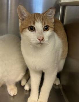 Domestic Short Hair Cats Available for Adoption in Pendleton, Oregon - Toe | PetCurious