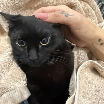 Domestic Short Hair Cats Available for Adoption in Tampa, Florida - Skip | PetCurious