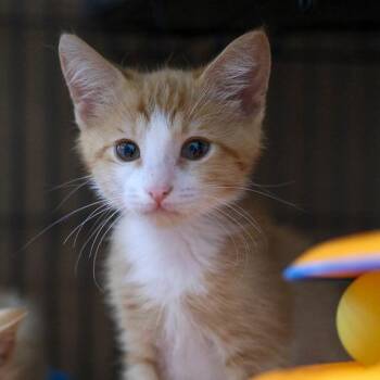 Kiwi -  Domestic Medium Hair Cat for Adoption in Bradenton, Florida - Kiwi | PetCurious