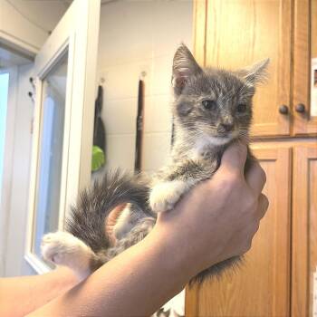 Yuki -  Domestic Short Hair Cat for Adoption in Albert Lea, Minnesota - Yuki | PetCurious