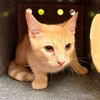 Ellis -  Domestic Medium Hair Cat for Adoption in Birmingham, Alabama - Ellis | PetCurious