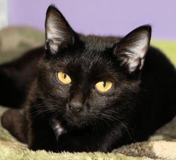 Rescue Domestic Short Hair Cats for Adoption in Cincinnati, Ohio - Espresso | PetCurious