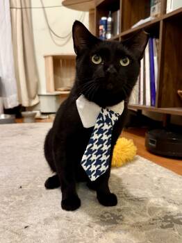 Rescue Domestic Short Hair Cats for Adoption in New York, New York - Manatee | PetCurious