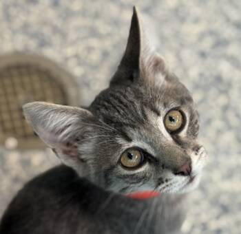 Sirius -  Domestic Short Hair Cat for Adoption in Golden, Colorado - Sirius | PetCurious