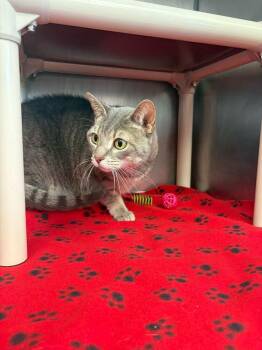 Domestic Short Hair Cats Available for Adoption - Cashew | PetCurious