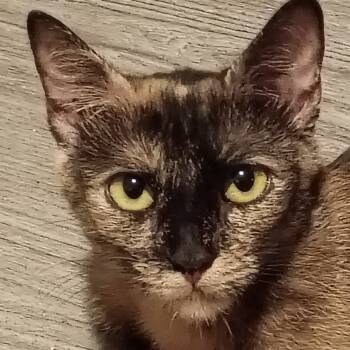 Rescue Domestic Short Hair Cats for Adoption in Kansas City, Missouri - Honey | PetCurious