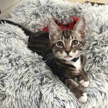 Large Fry PL -  Domestic Short Hair Cat for Adoption in Union, Missouri - Large Fry PL | PetCurious