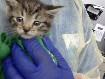 Domestic Medium Hair Cats Available for Adoption in Dallas, Texas - HAN | PetCurious