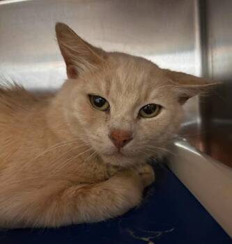 Lemon Sherbet - At shelter -  Domestic Short Hair Cat for Adoption in Rustburg, Virginia - Lemon Sherbet - At Shelter | PetCurious
