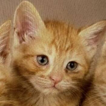 Molly Weasley -  Domestic Short Hair Cat for Adoption in Heber Springs, Arkansas - Molly Weasley | PetCurious