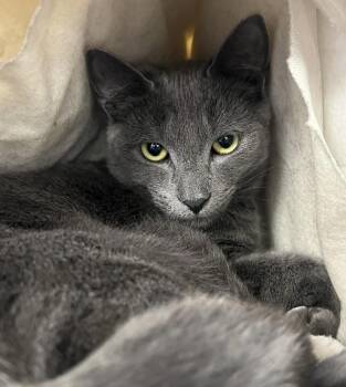 Domestic Short Hair Cats Available for Adoption - Rowan | PetCurious