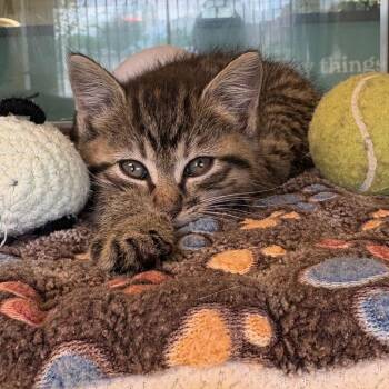 Domestic Short Hair Cats Available for Adoption in Abilene, Texas - Sriracha | PetCurious
