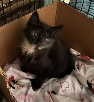 Wednesday -  Domestic Short Hair Cat for Adoption - Wednesday | PetCurious