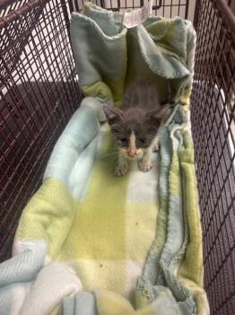 26-1175C -  Domestic Short Hair Cat for Adoption in Sorrento, Louisiana - 26-1175C | PetCurious
