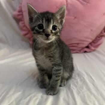 Tokyo 2 -  Domestic Short Hair Cat for Adoption - Tokyo 2 | PetCurious