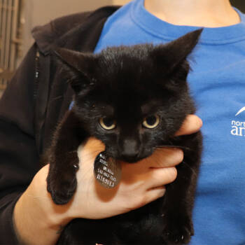 Rescue Domestic Short Hair Cats for Adoption in Port Washington, New York - Isaac | PetCurious