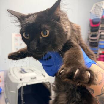 Squeak -  Domestic Short Hair Cat for Adoption in Indianapolis, Indiana - Squeak | PetCurious