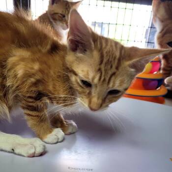 Stephan -  Domestic Short Hair Cat for Adoption in Belfair, Washington - Stephan | PetCurious