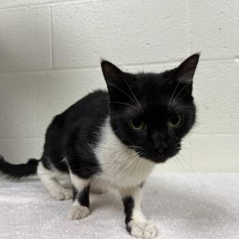 Lacuna -  Domestic Short Hair Cat for Adoption in Lyndhurst, Virginia - Lacuna | PetCurious