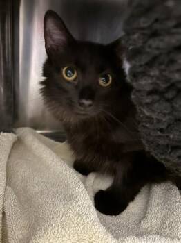 Domestic Medium Hair Cats Available for Adoption in Minneapolis, Minnesota - CHRIS P | PetCurious