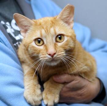 Domestic Short Hair Cats Available for Adoption in Kansas City, Kansas - Tuna  | PetCurious