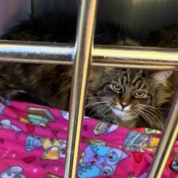 Jack -  Maine Coon and Domestic Short Hair Cat for Adoption in Royse City, Texas - Jack | PetCurious