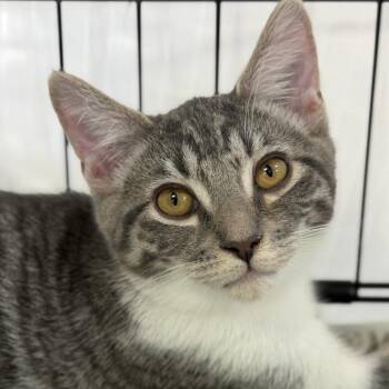 Garamond -  Domestic Short Hair Cat for Adoption in Durham, North Carolina - Garamond | PetCurious