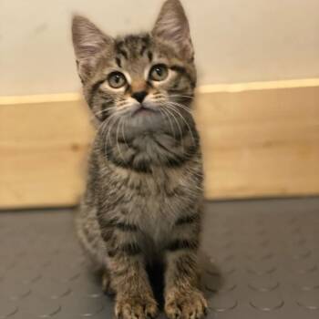 Phoebe -  Domestic Short Hair Cat for Adoption in Centerville, Tennessee - Phoebe | PetCurious