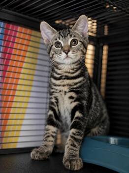Baked Bean -  Domestic Short Hair Cat for Adoption in Peru, New York - Baked Bean | PetCurious