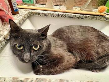 Jacquelyn -  Domestic Short Hair Cat for Adoption in Pittsburgh, Pennsylvania - Jacquelyn | PetCurious