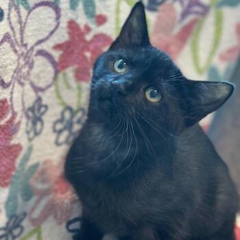 Cuddlefish -  Domestic Short Hair Cat for Adoption in Matteson, Illinois - Cuddlefish | PetCurious