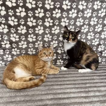 Domestic Short Hair Cats Available for Adoption - Pinny & Pokey | PetCurious