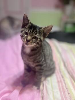 Rescue Domestic Short Hair Cats for Adoption in Philadelphia, Pennsylvania - Lenny | PetCurious