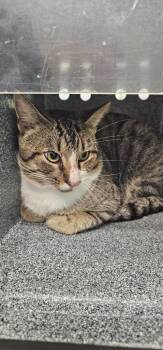 Ruckus -  Domestic Short Hair Cat for Adoption in Athens, Tennessee - Ruckus | PetCurious