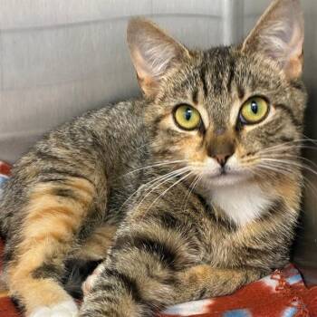 CINNAMON -  Domestic Short Hair Cat for Adoption in Barnstable, Massachusetts - CINNAMON | PetCurious