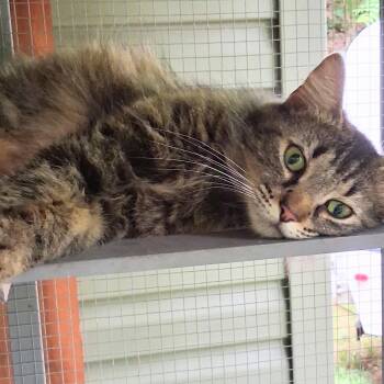Macchiato -  Domestic Medium Hair Cat for Adoption in Charleston, South Carolina - Macchiato | PetCurious