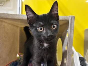 Birch -  Domestic Short Hair Cat for Adoption in Powell, Ohio - Birch | PetCurious