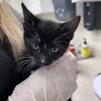 Martini 26-05-155 -  Domestic Short Hair Cat Available for Adoption in Bastrop, Texas - Martini 26-05-155 | PetCurious