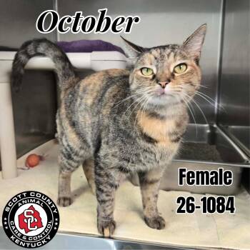 October -  Domestic Short Hair Cat for Adoption in Georgetown, Kentucky - October | PetCurious