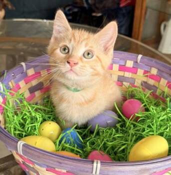 Domestic Short Hair Cats Available for Adoption - Manhattan | PetCurious