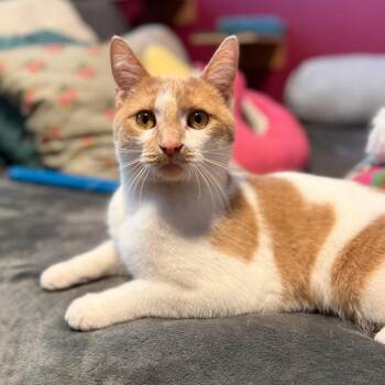 Domestic Short Hair Cats Available for Adoption in Stoughton, Wisconsin - Jack-o