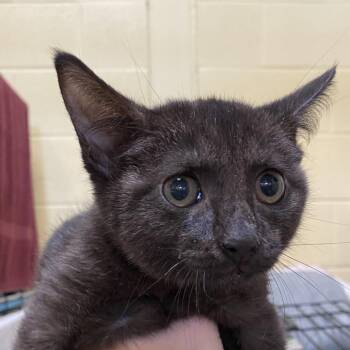 Snoop Dog -  Domestic Short Hair Cat for Adoption in Lynchburg, Virginia - Snoop Dog | PetCurious