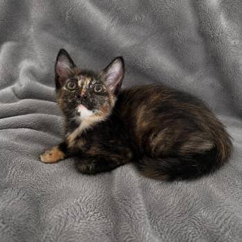 Honey -  Domestic Short Hair Cat for Adoption in Tucson, Arizona - Honey | PetCurious