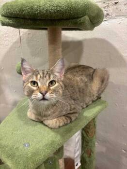 Sage -  Domestic Short Hair Cat for Adoption in Wheaton, Illinois - Sage | PetCurious