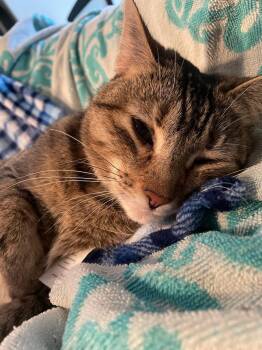 Rescue Domestic Short Hair Cats for Adoption - Tabitha | PetCurious